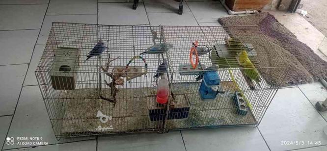 مرغ عشق تهرونی در گروه خرید و فروش ورزش فرهنگ فراغت در خراسان رضوی در شیپور-عکس1