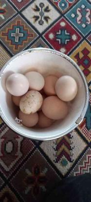 تخم مرغ نطفه دار در گروه خرید و فروش ورزش فرهنگ فراغت در گلستان در شیپور-عکس1