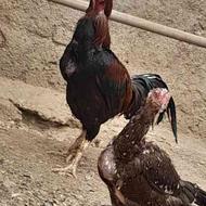 خروس و مرغ لاری افغان