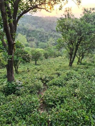 فروش باغ چای 1000 متر در گروه خرید و فروش املاک در گیلان در شیپور-عکس1