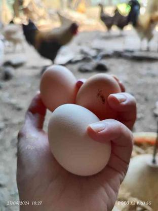 تخم مرغ نطفه دار در گروه خرید و فروش ورزش فرهنگ فراغت در گیلان در شیپور-عکس1