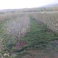 باغ سیب مثمر