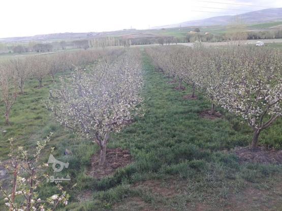 باغ سیب مثمر در گروه خرید و فروش املاک در آذربایجان شرقی در شیپور-عکس1