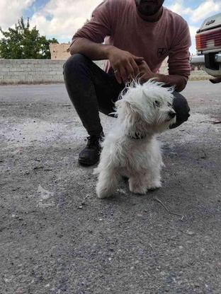 یک عدد سگ پاکوتاه واگزاری در گروه خرید و فروش ورزش فرهنگ فراغت در آذربایجان شرقی در شیپور-عکس1