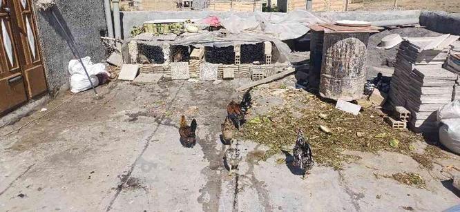تعدادی مرغ کرچ(کپ) وخروس در گروه خرید و فروش ورزش فرهنگ فراغت در اصفهان در شیپور-عکس1