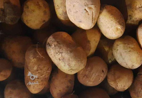 فروش سیب زمینی بذری سایز در گروه خرید و فروش خدمات و کسب و کار در چهارمحال و بختیاری در شیپور-عکس1