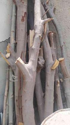 چوب درخت مشعل جنگل در گروه خرید و فروش صنعتی، اداری و تجاری در هرمزگان در شیپور-عکس1