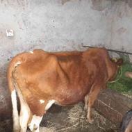 فروش گاو ماده شش ماه ابستن معاوضه باگاوگوشتی وگوسفند