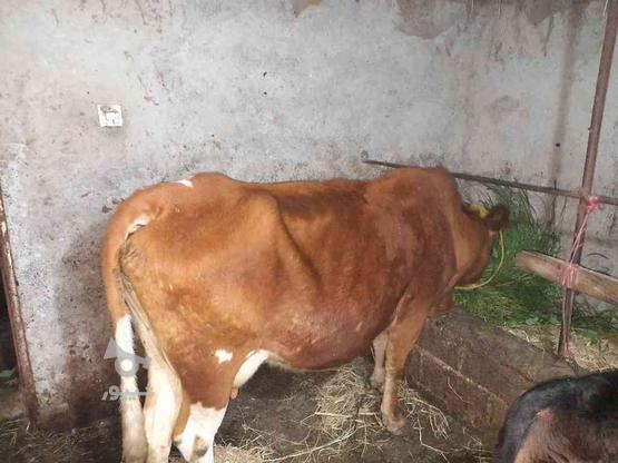 فروش گاو ماده شش ماه ابستن معاوضه باگاوگوشتی وگوسفند در گروه خرید و فروش ورزش فرهنگ فراغت در مازندران در شیپور-عکس1