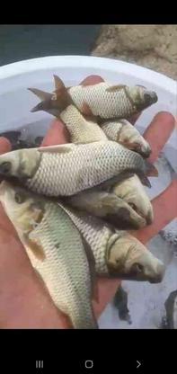 فروش بچه ماهی کپور چهار بند انگشت در گروه خرید و فروش ورزش فرهنگ فراغت در مازندران در شیپور-عکس1