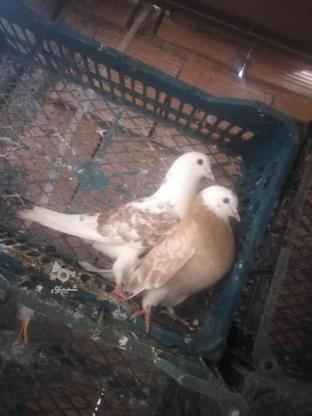 کبوتر گمشده هنایی در گروه خرید و فروش خدمات و کسب و کار در مازندران در شیپور-عکس1