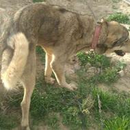 واگذاری سگ عراقی اصل 2ساله میدونی وگوسفند یگ متر آدم گیر