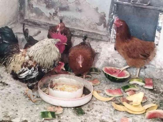 مرغ و خروس محلی در گروه خرید و فروش ورزش فرهنگ فراغت در قزوین در شیپور-عکس1