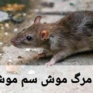 لوازم جانبی حیوانات مرگ موش سم موش