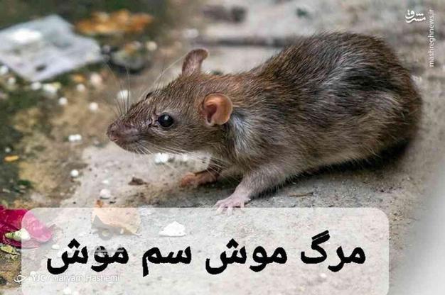 لوازم جانبی حیوانات مرگ موش سم موش در گروه خرید و فروش ورزش فرهنگ فراغت در تهران در شیپور-عکس1