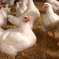 مرغ گوشتی سالم بدون آمپول و هورمون