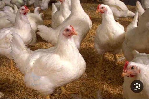 مرغ گوشتی سالم بدون آمپول و هورمون در گروه خرید و فروش ورزش فرهنگ فراغت در تهران در شیپور-عکس1