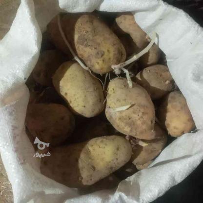 سیب‌زمینی خوب درشت در گروه خرید و فروش خدمات و کسب و کار در همدان در شیپور-عکس1