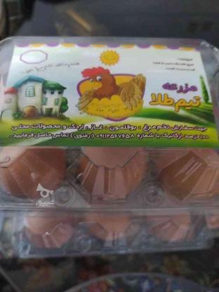 تخم مرغ محلی صد در صد محلی و ارگانیک با ضمانت در گروه خرید و فروش خدمات و کسب و کار در مازندران در شیپور-عکس1