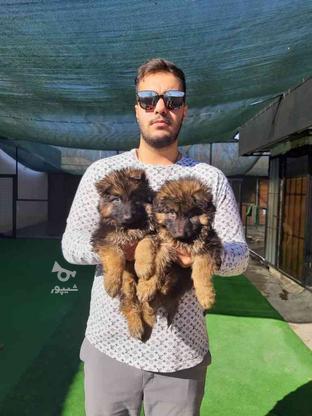 واگذاری توله ژرمن شپرد یکی از سگ های مطرح در ایران در گروه خرید و فروش ورزش فرهنگ فراغت در تهران در شیپور-عکس1
