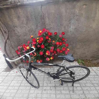 دوچرخه کورسی دنده ای در گروه خرید و فروش ورزش فرهنگ فراغت در خراسان رضوی در شیپور-عکس1