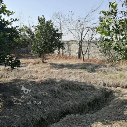 فروش زمین باغ پرتقال 2000 متر در حسن سرا رودسر در گروه خرید و فروش املاک در گیلان در شیپور-عکس1