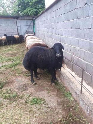 گوسفند نره در گروه خرید و فروش ورزش فرهنگ فراغت در مازندران در شیپور-عکس1