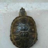 لاکپشت لاک پشت برکه ای اروپایی فروش فوری تا آخر هفته
