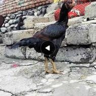 فروش مرغ وارداتی دوسر افغان