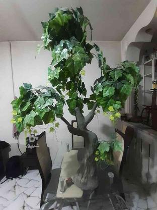 درخت تزینی مو در گروه خرید و فروش لوازم خانگی در اصفهان در شیپور-عکس1