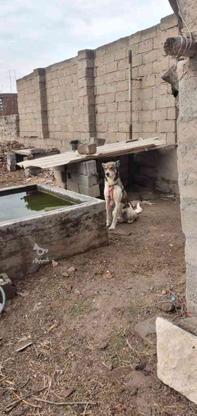 واگذاری سگ ادمگیر در گروه خرید و فروش ورزش فرهنگ فراغت در آذربایجان شرقی در شیپور-عکس1