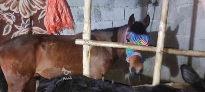 اسب باری وسواری در گروه خرید و فروش ورزش فرهنگ فراغت در مازندران در شیپور-عکس1