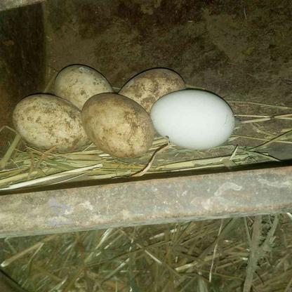 تخم قوغاز نطفه دار در گروه خرید و فروش ورزش فرهنگ فراغت در قزوین در شیپور-عکس1