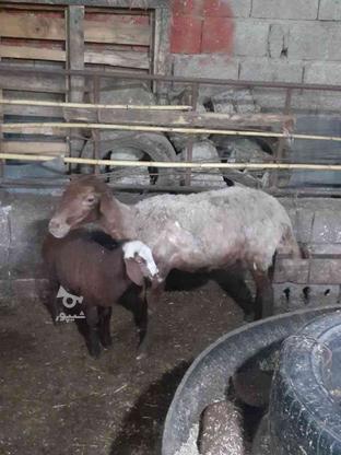 گوسفند یابره شما را خریدارم در گروه خرید و فروش ورزش فرهنگ فراغت در مازندران در شیپور-عکس1