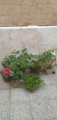 انواع گیاهان اپارتمانی در گروه خرید و فروش لوازم خانگی در اصفهان در شیپور-عکس1