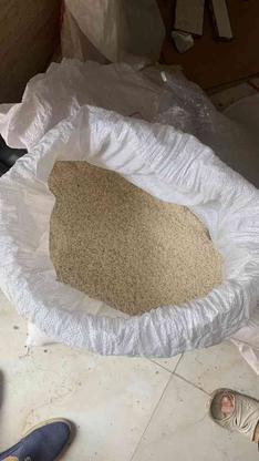 60 کیلو برنج هاشمی در گروه خرید و فروش خدمات و کسب و کار در گیلان در شیپور-عکس1