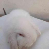 خرگوش لپ سفید