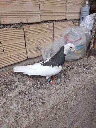 کبوتر طوقی کاکلی ماده. در گروه خرید و فروش ورزش فرهنگ فراغت در قزوین در شیپور-عکس1