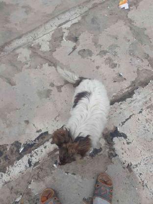 واگذاری سگ پا کوتاه در گروه خرید و فروش ورزش فرهنگ فراغت در آذربایجان غربی در شیپور-عکس1