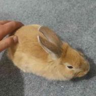 خرگوش جرسی حنایی کاملا رام و دستی(خونگی)