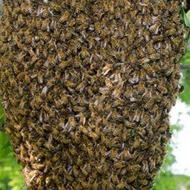 زنبور و کندو ، و خودت عسل طبیعی برداشت کن