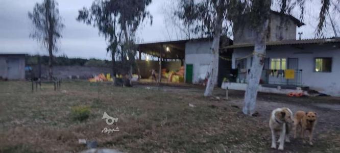 دامداری با مجوز کامل در گروه خرید و فروش املاک در مازندران در شیپور-عکس1