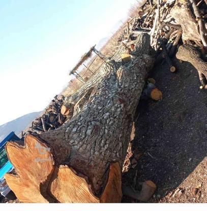 برش قطع درخت خرید چوب خرید درخت در گروه خرید و فروش خدمات و کسب و کار در کرمانشاه در شیپور-عکس1