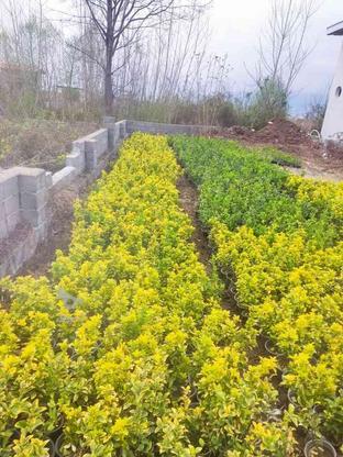 فروش گل‌های شمشاد.یاس.زرشک.کنف. در گروه خرید و فروش لوازم خانگی در مازندران در شیپور-عکس1