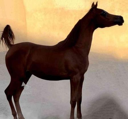 اسب عرب یکسر دوساله نیم در گروه خرید و فروش ورزش فرهنگ فراغت در تهران در شیپور-عکس1