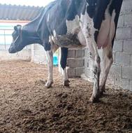 فروش گاو شیری با گوساله ماده سیمیتال