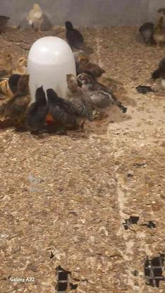 جوجه مرغ محلی 17 روزه زیر قیمت بازار در گروه خرید و فروش ورزش فرهنگ فراغت در مازندران در شیپور-عکس1