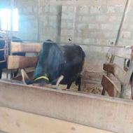 فروش گاو آبستن با گوساله