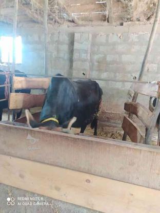 فروش گاو آبستن با گوساله در گروه خرید و فروش ورزش فرهنگ فراغت در مازندران در شیپور-عکس1