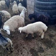 فروش گوسفند بز و میش